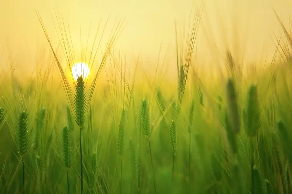 Venkovní Rolety Na Okna